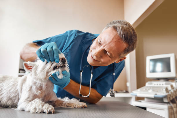 Reliable NH Emergency Dentist Solutions